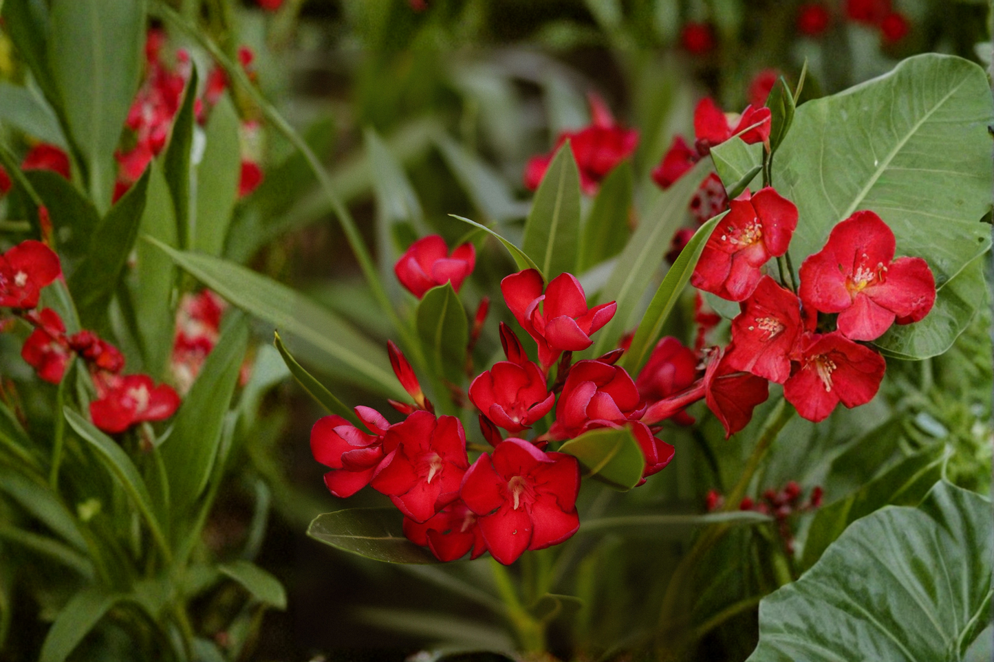 Red Oleander Live Plant in 4 Inch Starter Pot – Nerium oleander