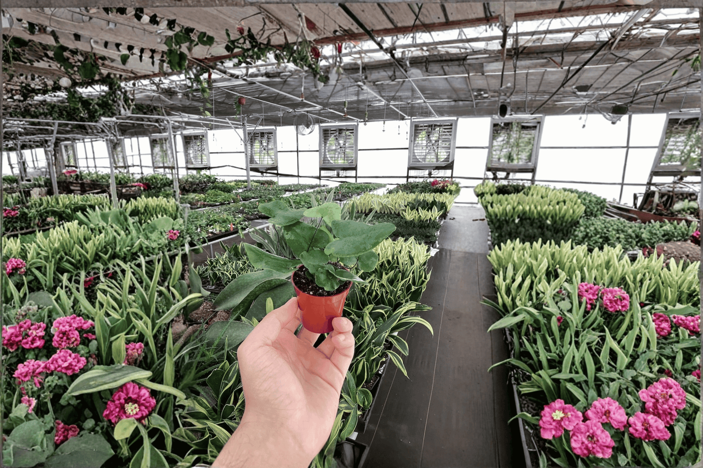 2 Heart Leaf Fern Live Starter Plants – Bare Root Hemionitis arifolia