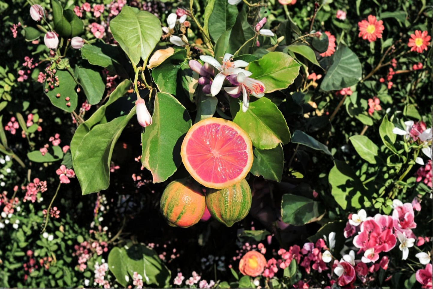Variegated Pink Lemon Tree Live Plant Grafted Citrus Tree 5 Inch Pot Indoor Outdoor Garden Plant Gift