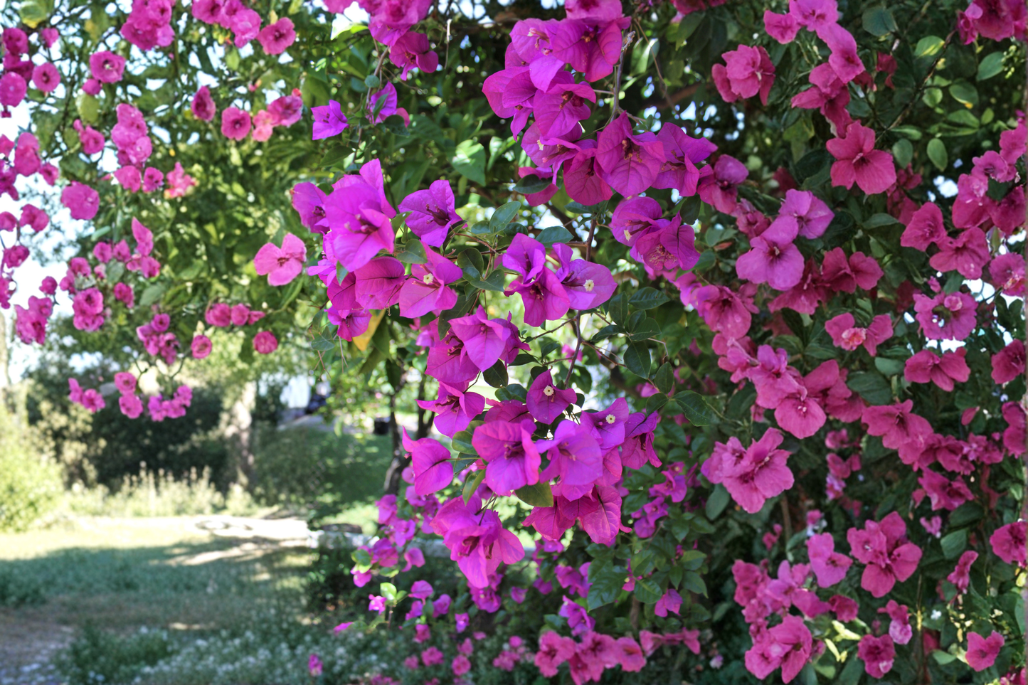Royal Purple Bougainvillea Live Plant in 3-Inch Pot – Bougainvillea spp.