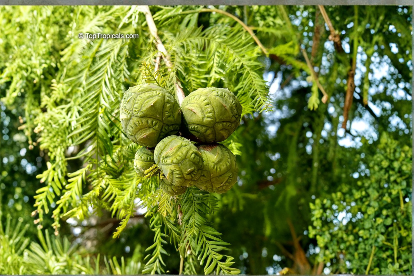 Bald Cypress Tree Live Plant 1 Quart Grow Bag – Taxodium distichum
