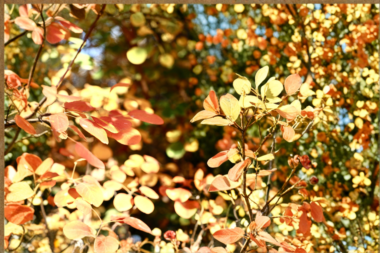Winecraft Gold Smokebush Live Plant 4 Inch Pot – Cotinus coggygria Proven Winners
