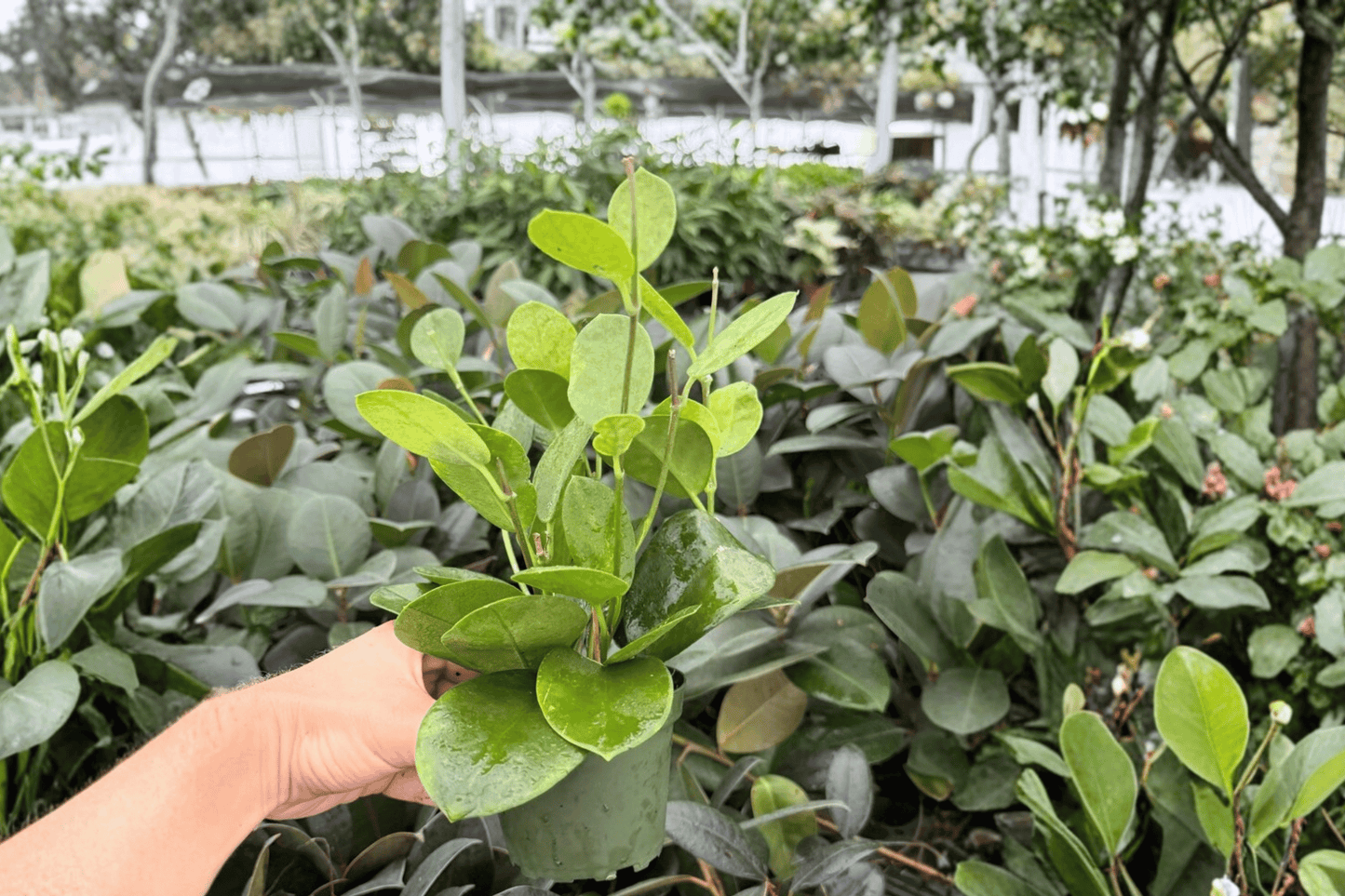 Hoya Australis 2 Exact Live Plants – 4-Inch Pots – Hoya australis