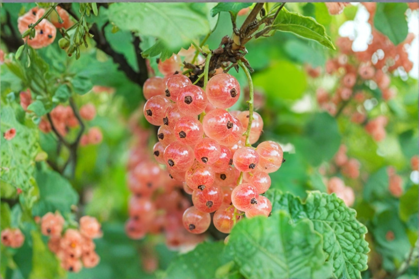 Pink Currant Gloire Des Sablons Live Plant 1 Gallon Pot Fruit Bearing Berry Bush Edible Garden Shrub Backyard Orchard