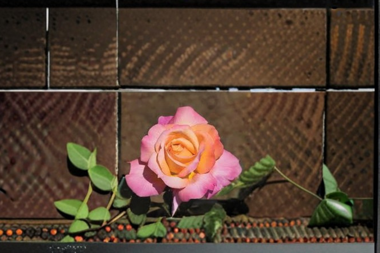 Chicago Peace Rose Live Plant 1 Gallon Pink Yellow Hybrid Tea Rose Bush for Garden Flowering Landscape
