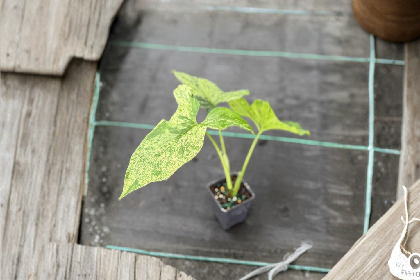 Syngonium Mojito Live Plant Rare Variegated Arrowhead Houseplant Rooted Indoor Tropical Plant Home Decor
