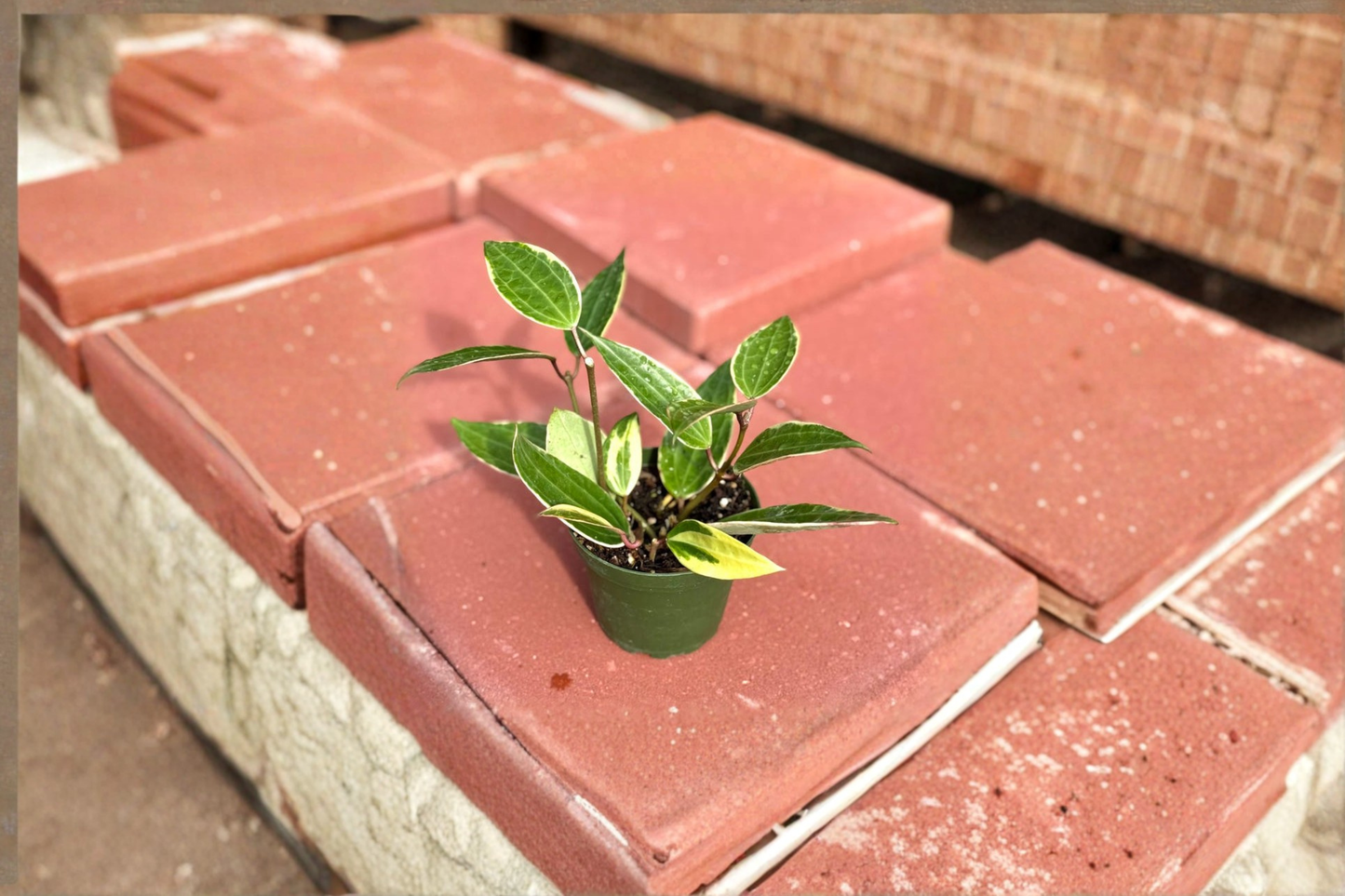 Hoya Macrophylla Variegata Live Plant Variegated Hoya 4 Inch Rare Indoor Starter Houseplant Gift