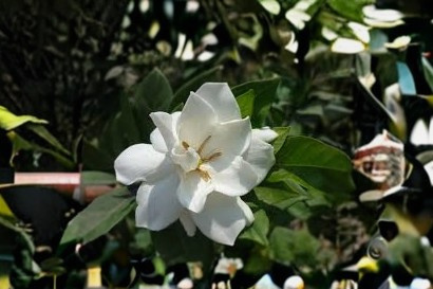 Veitchii Gardenia Live Starter Plant – Double White Fragrant Flowers – Gardenia jasminoides