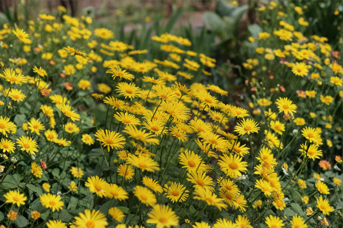 Leonardo Compact Leopard's Bane Live Plant – Doronicum orientale 'Leonardo Compact'