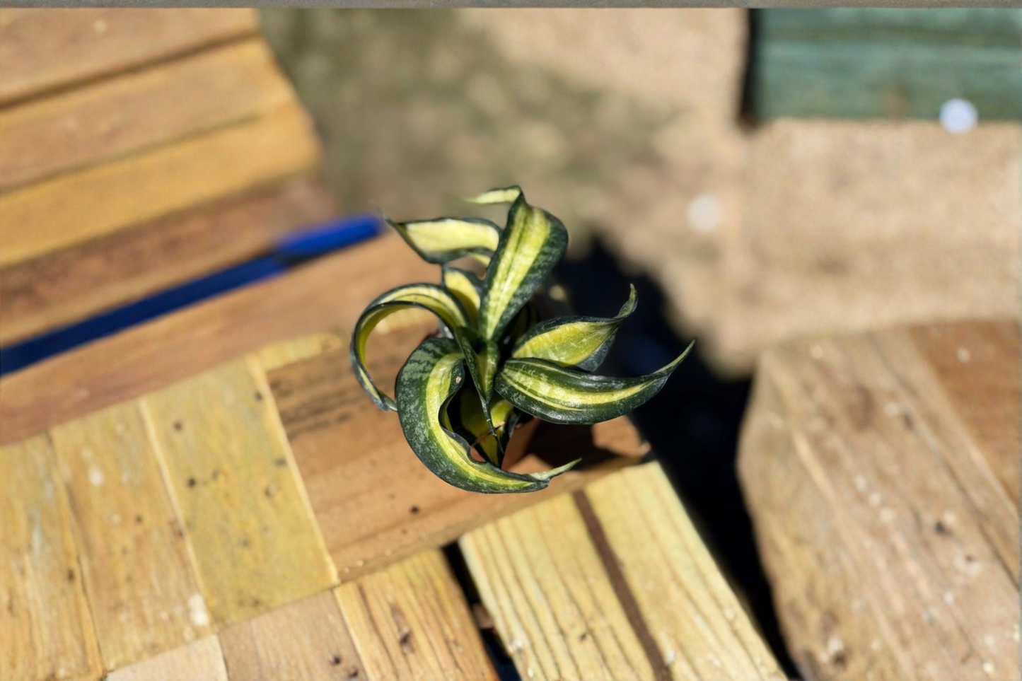 Sansevieria Trifasciata Spiral Live Plant Snake Plant Starter Houseplant in 2 Inch Pot Beginner Indoor Plant Gift