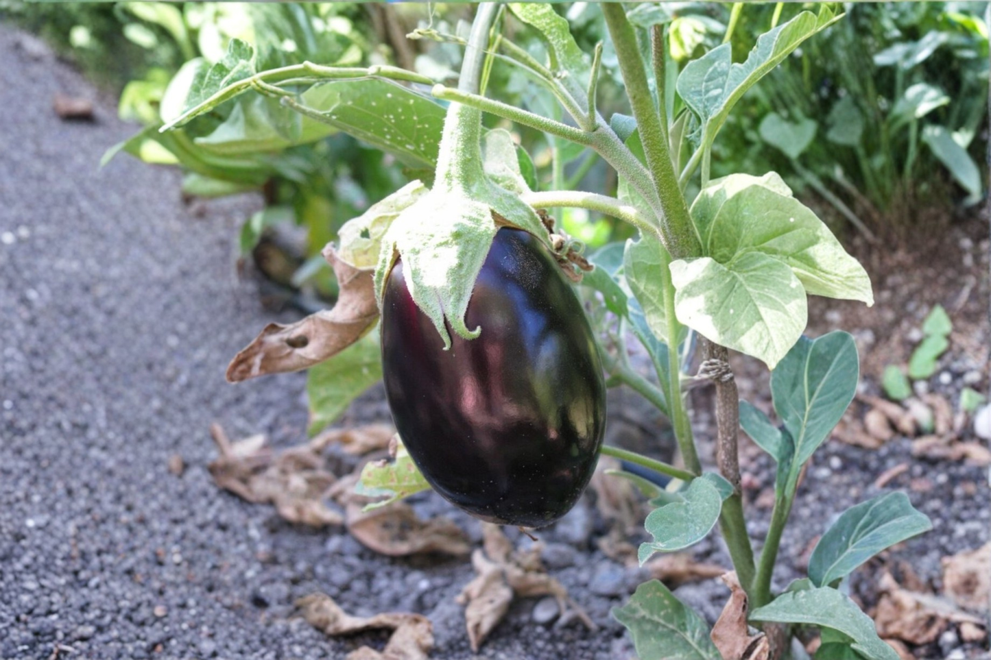 Black Beauty Eggplant Seeds 100 Seeds Non GMO Heirloom Vegetable Garden Planting Seeds Aubergine Seeds