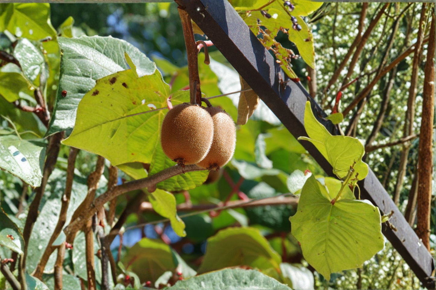 Clark Male Kiwi Pollinator Live Rooted Starter Plant – Hardy Kiwi Vine