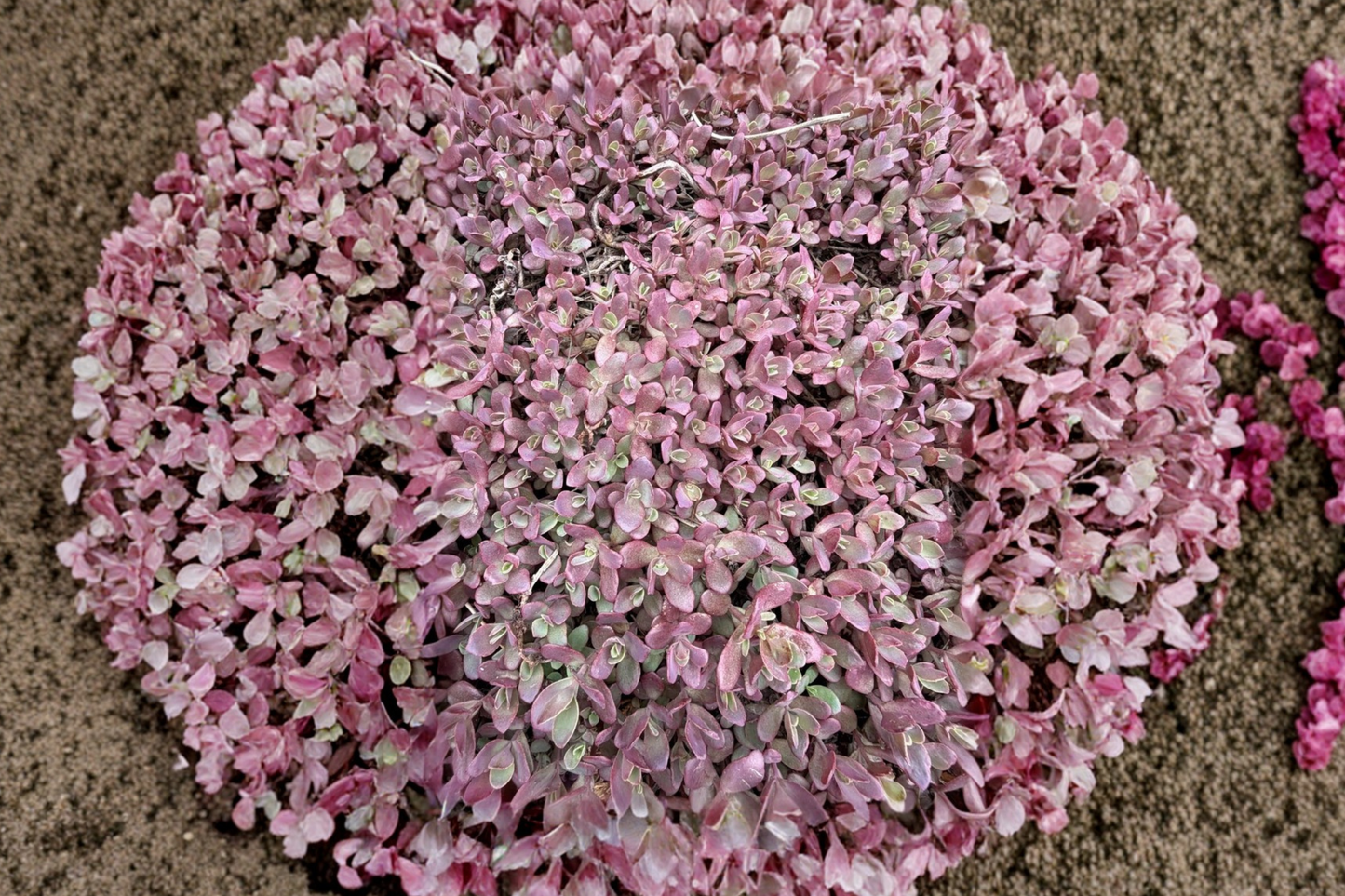 Sedum 'Firecracker' Live Ground Cover Succulents – 3 Plants in 4 Inch Pots