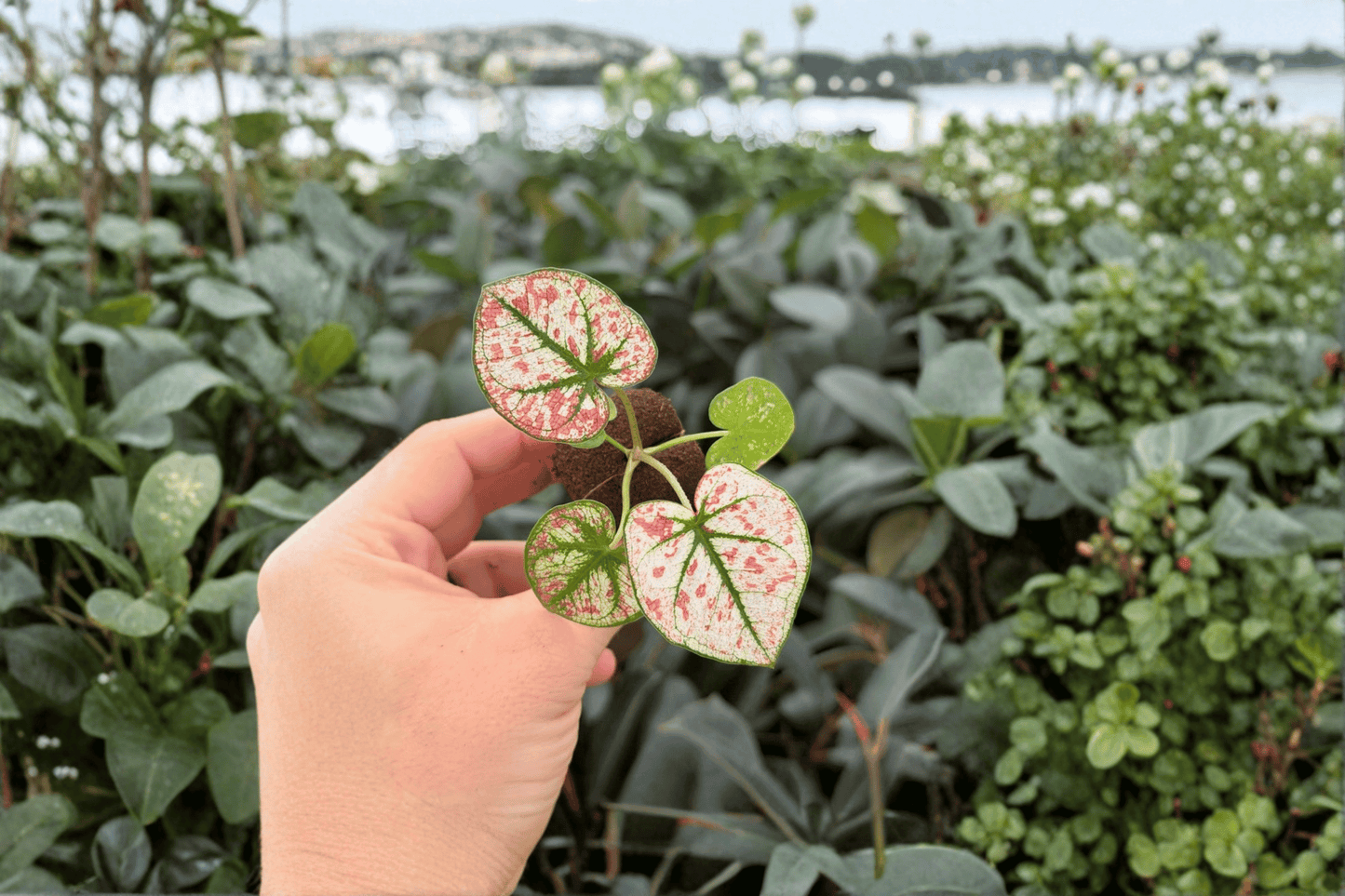 Caladium Scarlet Mary 2 Exact Live Starter Plants – Caladium ‘Scarlet Mary’