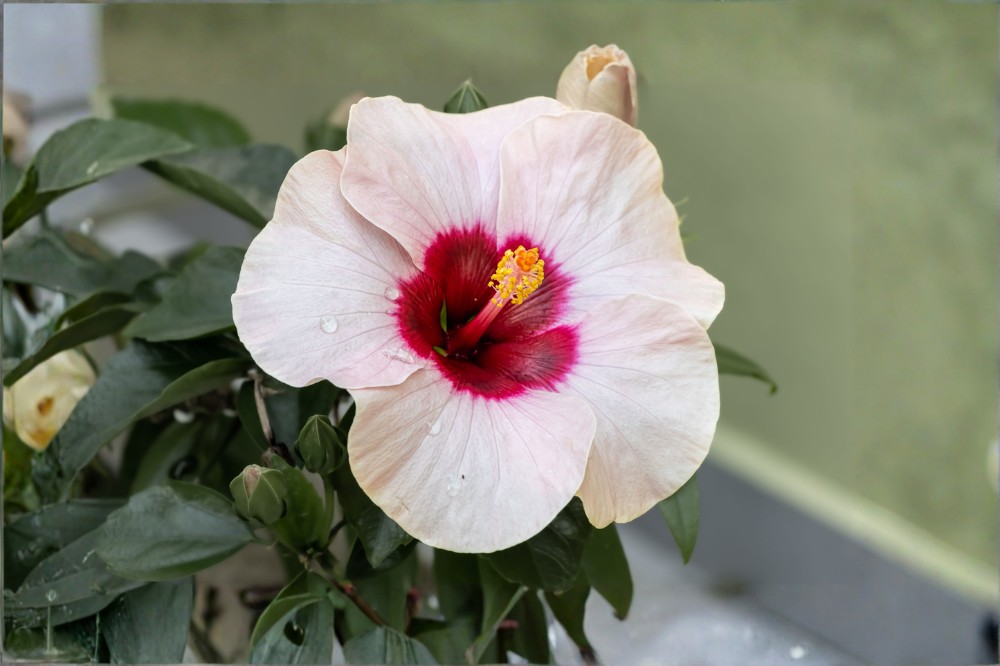 Angel Eyes Hardy Hibiscus Live Plant – 2.5 Inch Pot – Pink Flower – Hibiscus 'Angel Eyes'
