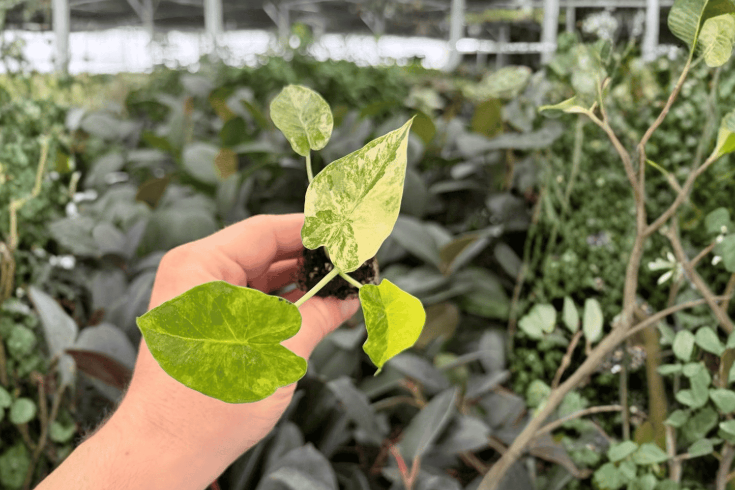 Alocasia Gageana Aurea 2 Exact Variegated Starter Plants – Alocasia gageana