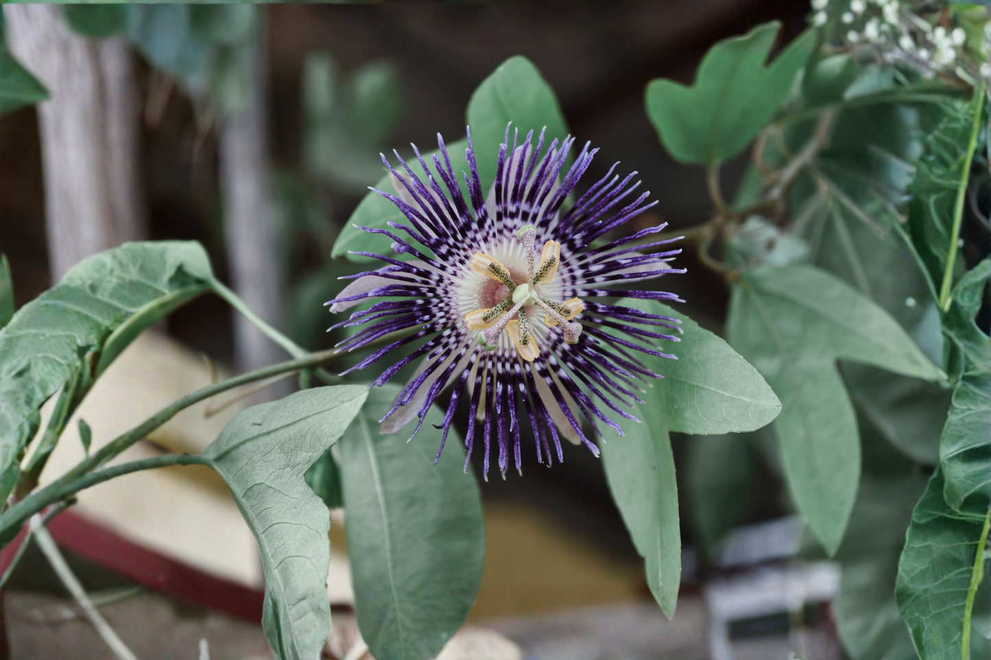 Passiflora 'Inspiration' Live Plant 6–8 Inches Tall – Passion Flower Vine – No Pot