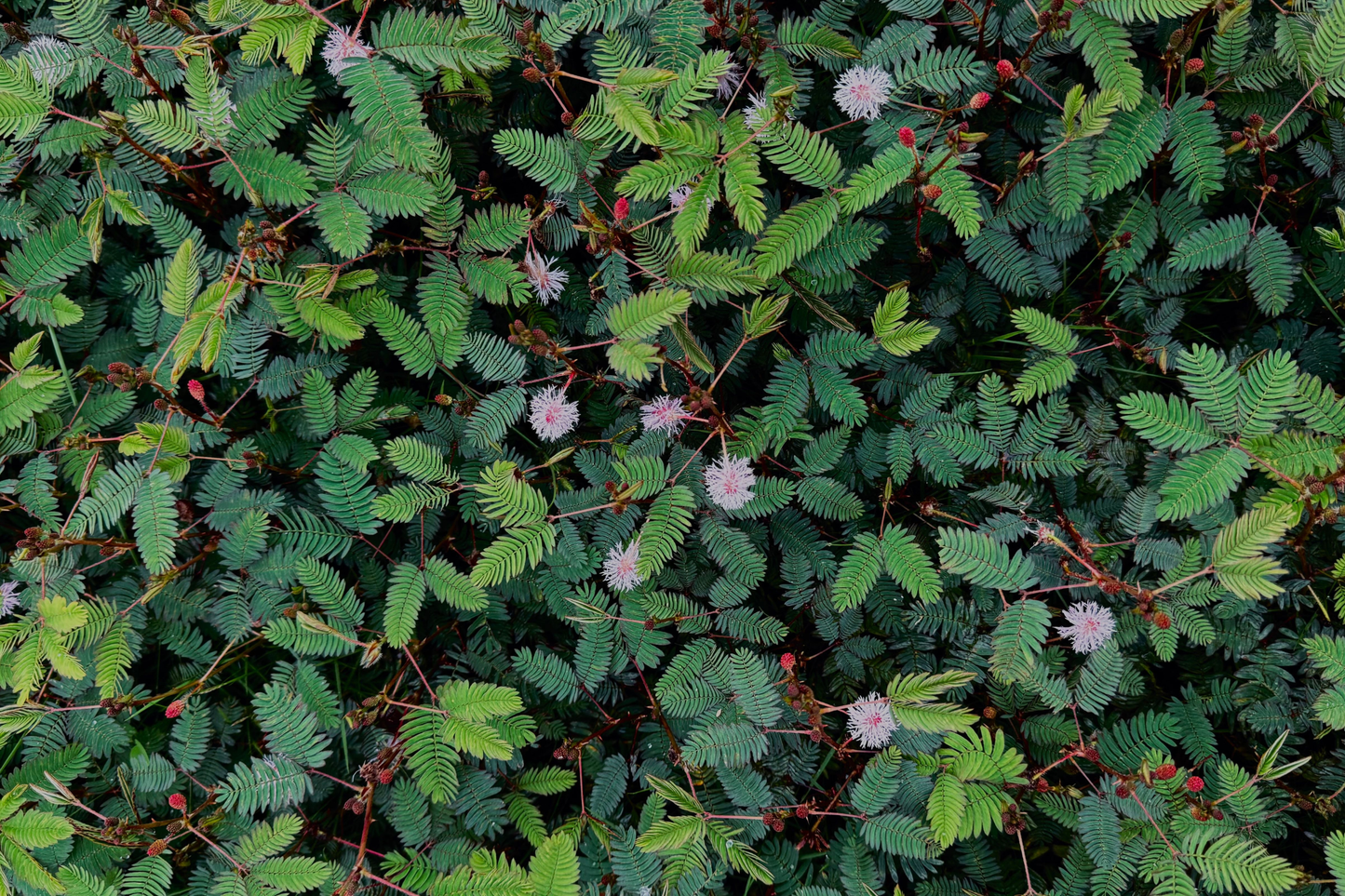 Sensitive Plant Live Houseplant – 4 Inch Pot – Mimosa pudica