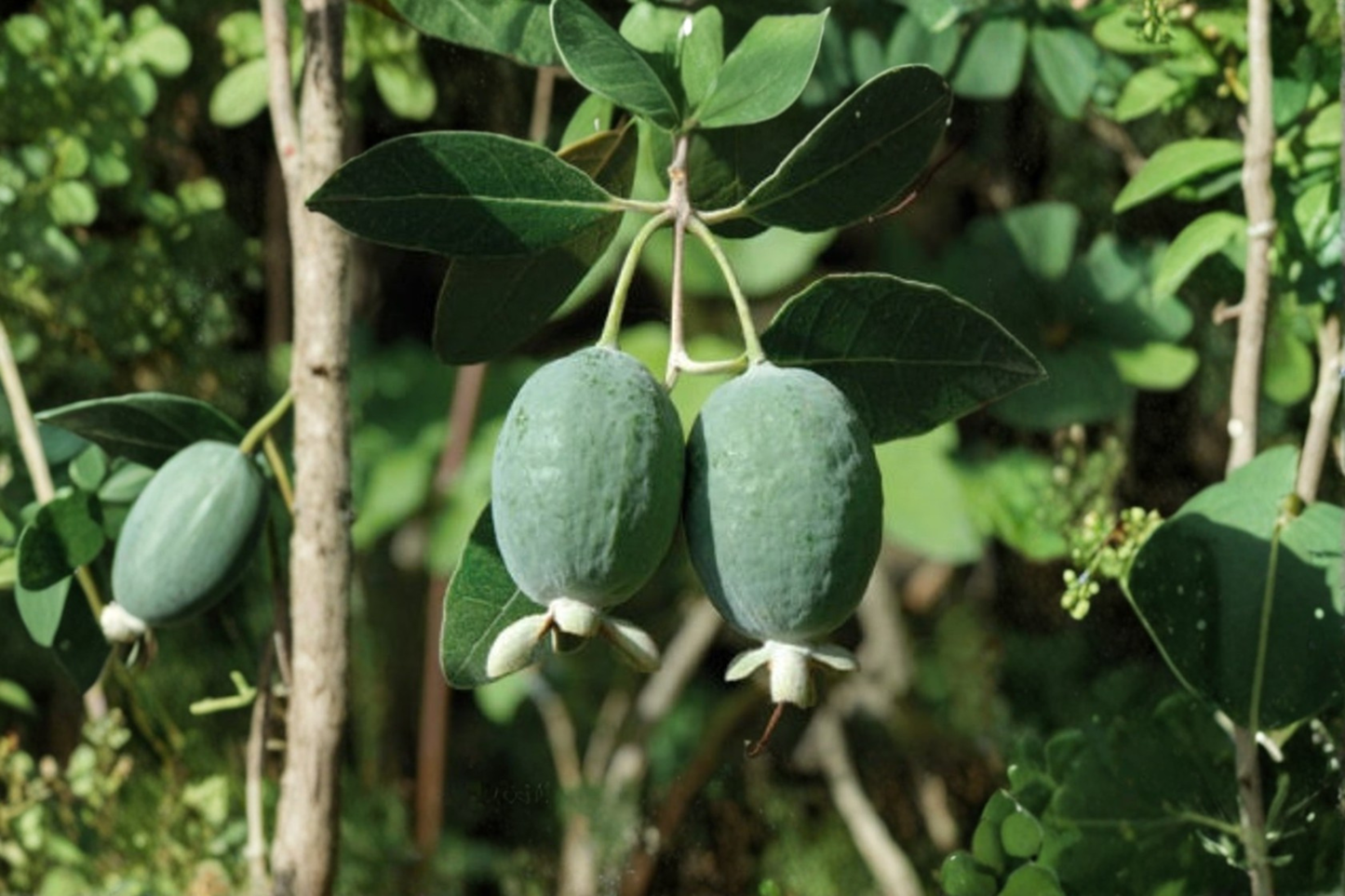 Pineapple Guava Live Plant Acca sellowiana 1 Gallon Pot Unique Tropical Fruit Shrub Edible Garden Plant Feijoa Tree