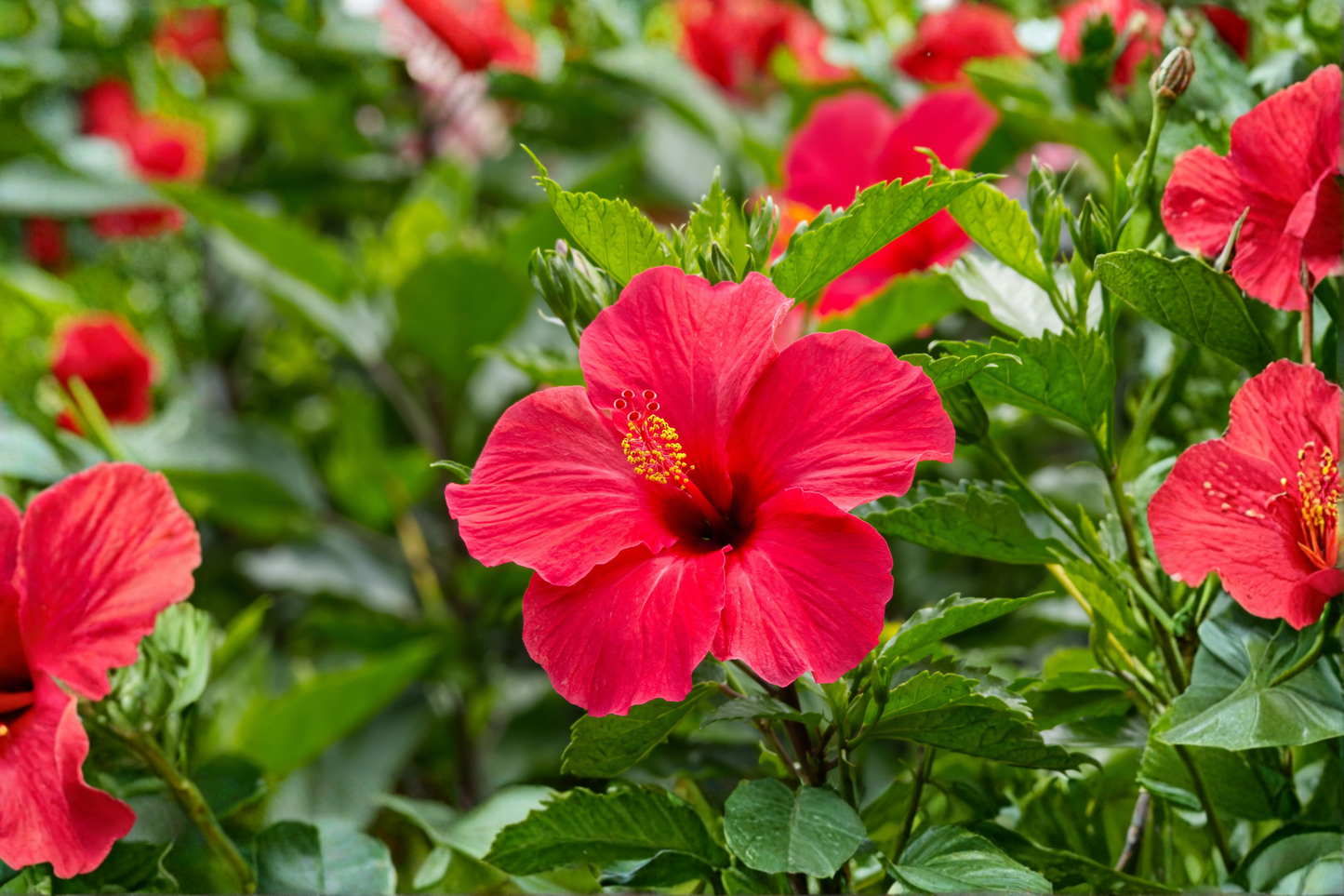Valentine's Crush Bush Hibiscus Live Plant – 2.5-Inch Pot – Hibiscus Hybrid