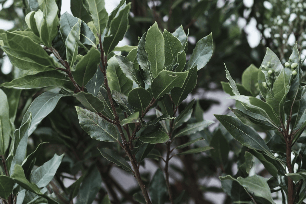 Bay Laurel – 1 Live Evergreen Herb Plant, 1-Gallon Size – Laurus nobilis