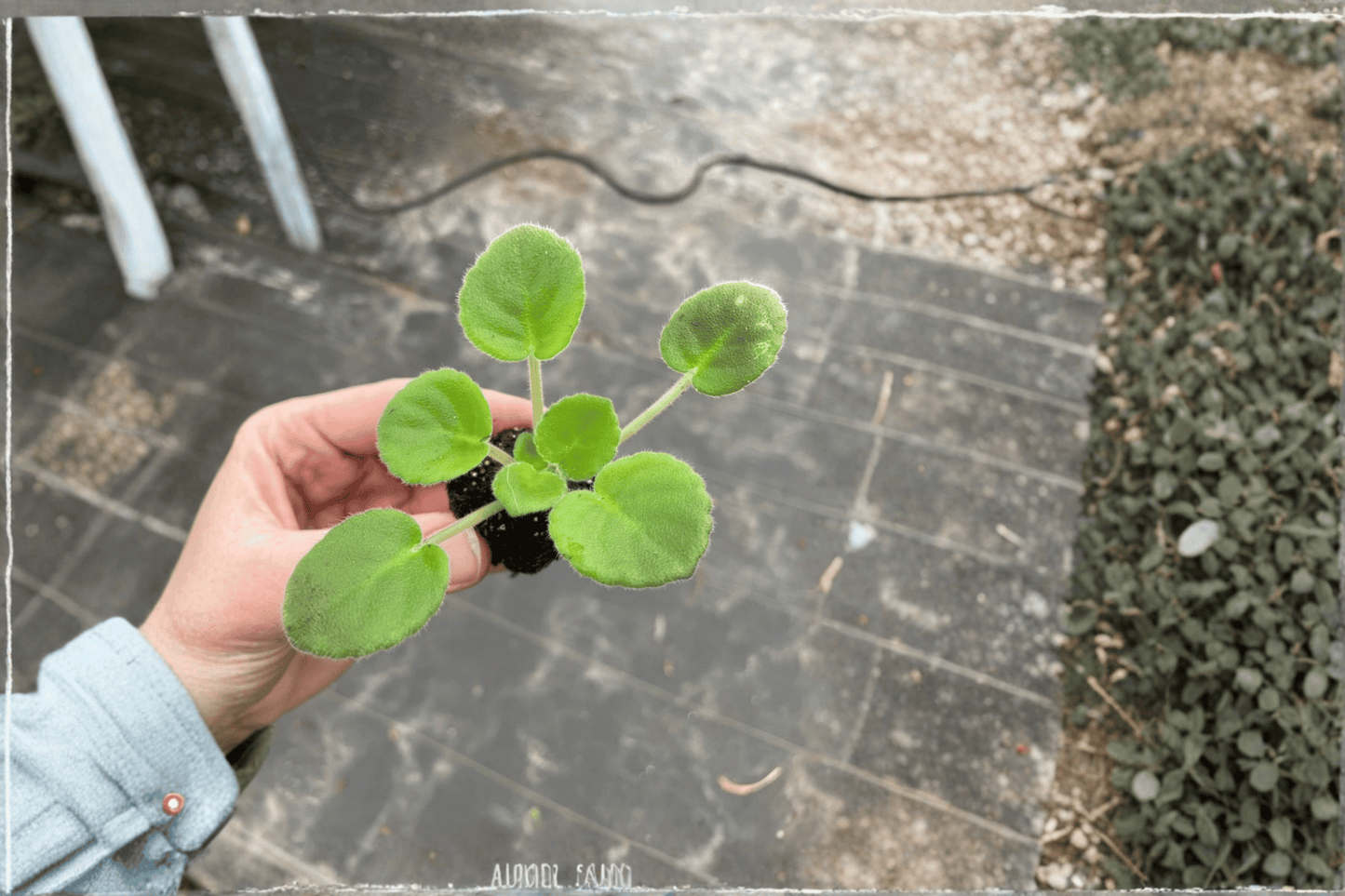 Harmony’s Cotton Candy African Violet 2 Starter Live Plants – Streptocarpus ionanthus