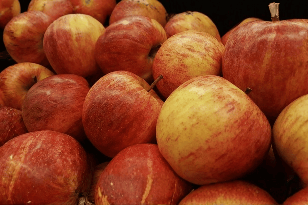 Gala Apple 1 Live Fruit Tree – Malus domestica ‘Gala’ – 2 Gallon Pot – Approx. 36 Inches at Shipping