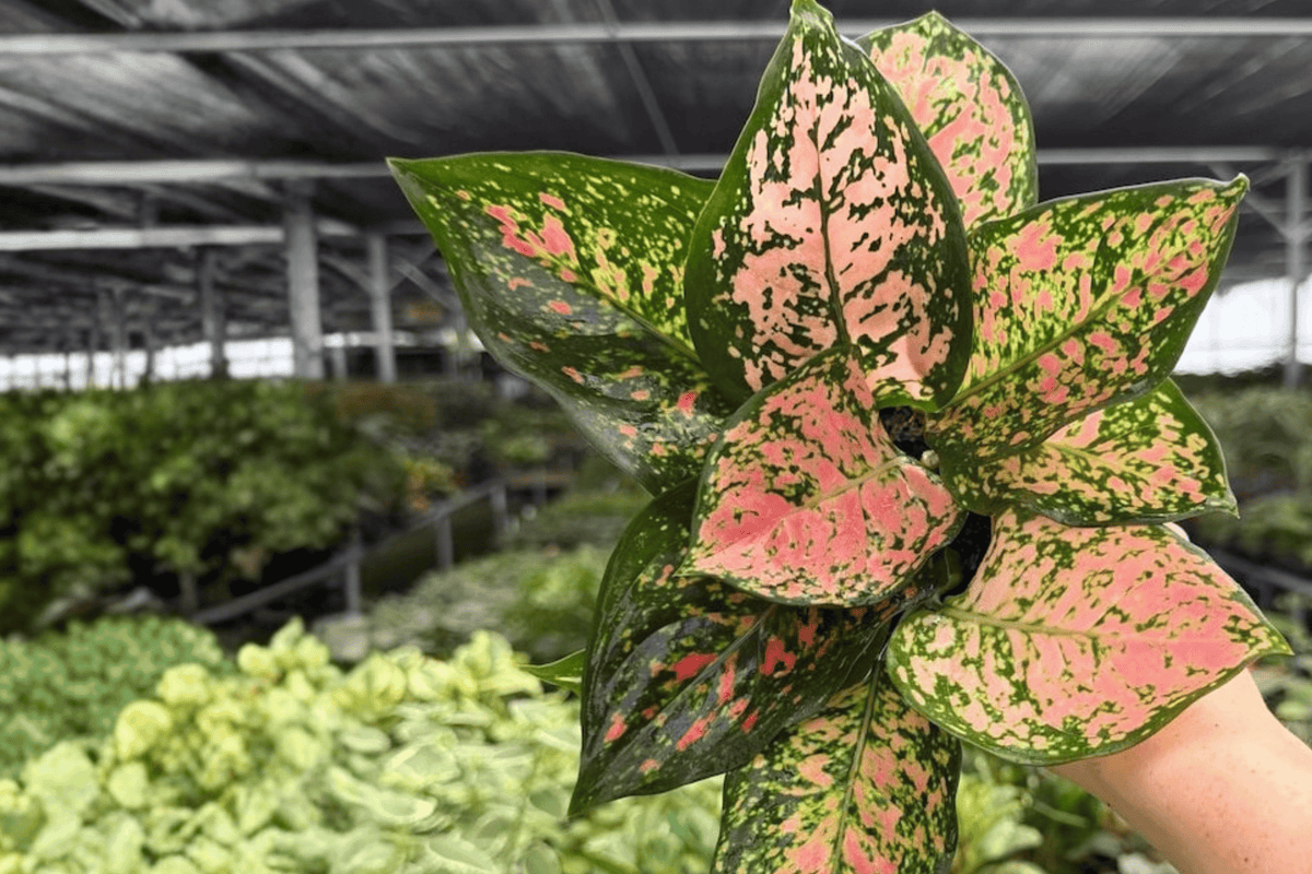 2 Exact Plant Aglaonema Katrina – Specific 4” Pot