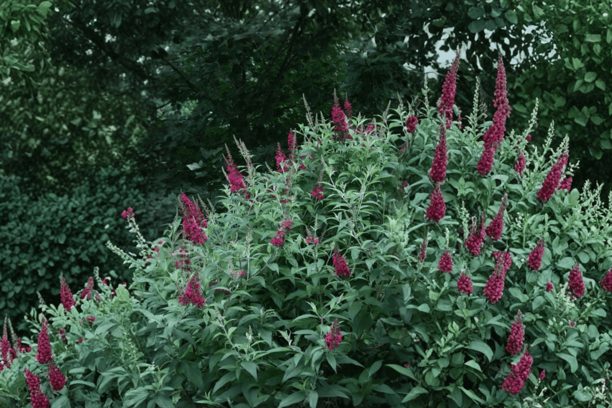Funky Fuchsia Butterfly Bush 2 Gallon Live Plant – Buddleja Funky Fuchsia™