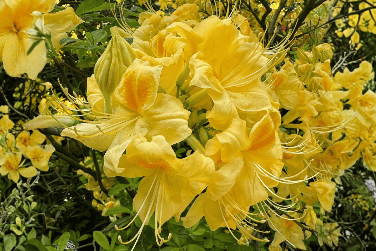 Lemon Lights Azalea 1 Live Flowering Shrub, 3 Gallon Pot, 15 Inches – Rhododendron ‘Lemon Lights’