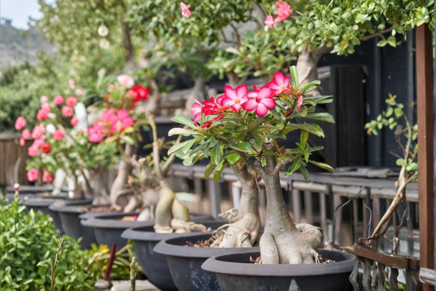 Desert Rose Adenium Obesum Live Plant 4 Inch Pot Flowering Succulent Caudex Indoor Outdoor Starter