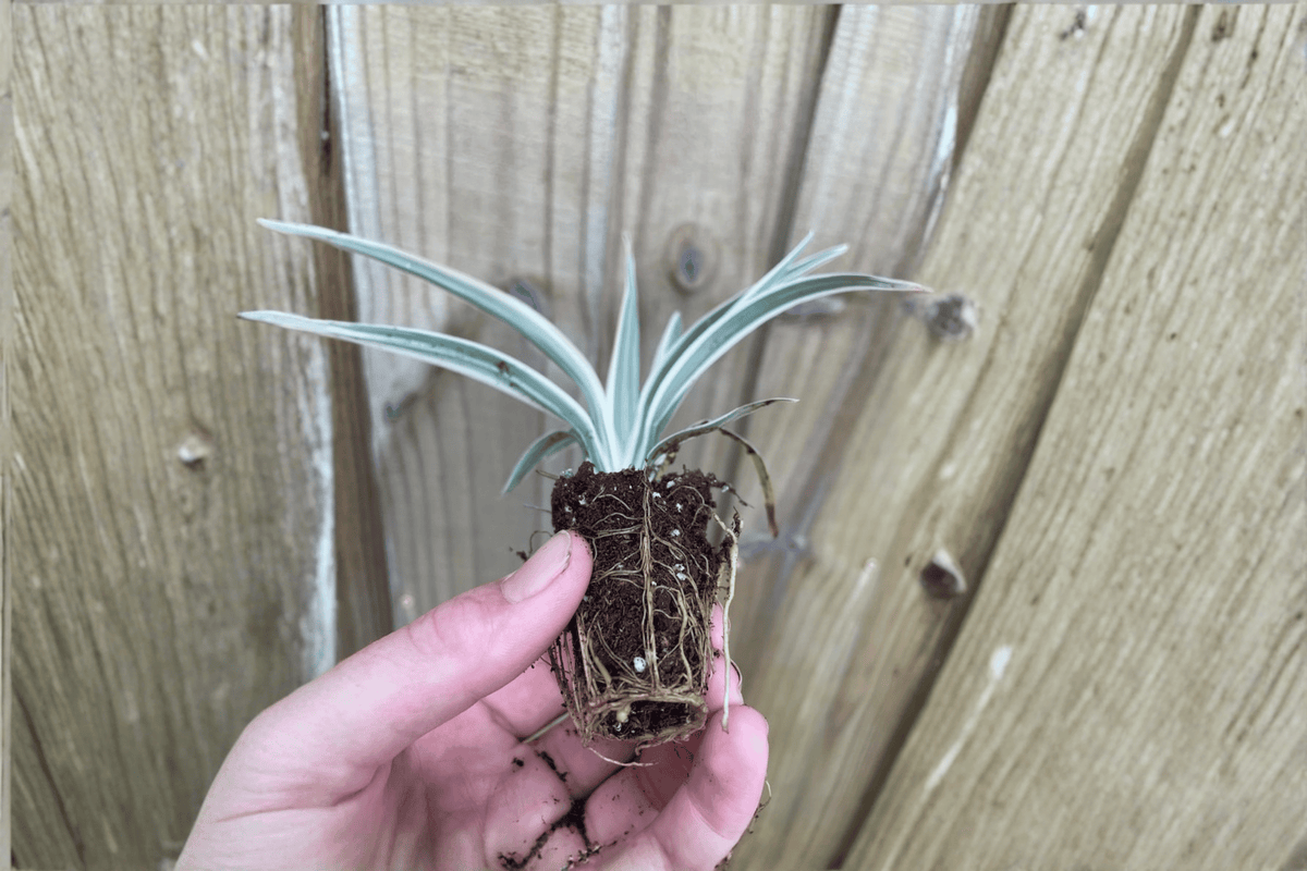 Flax Lily 2 Starter Plants – Dianella tasmanica Bare Root