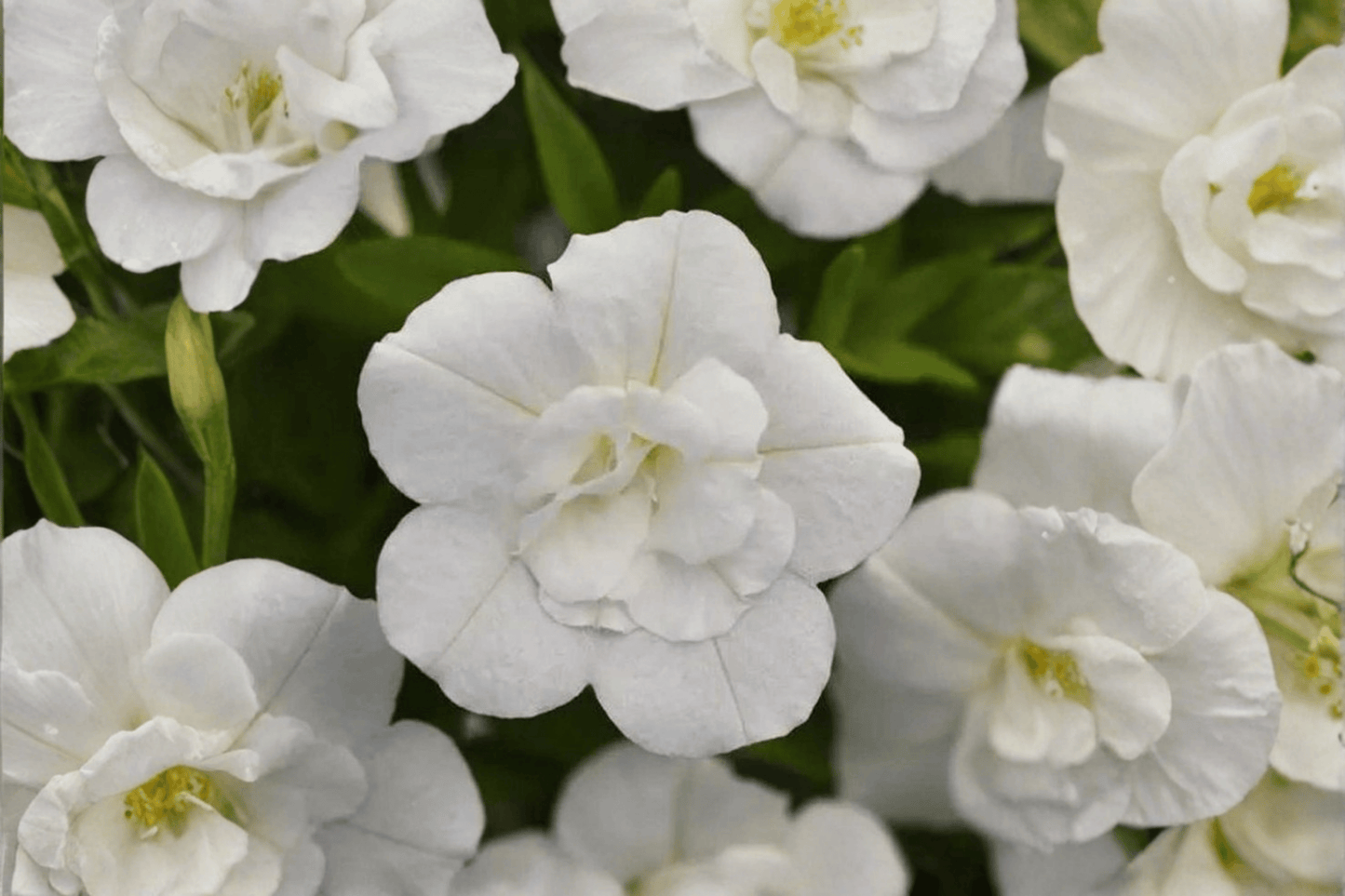 MiniFamous Uno Double White Million Bells 1 Live Plant – 4-Inch Pot – Calibrachoa