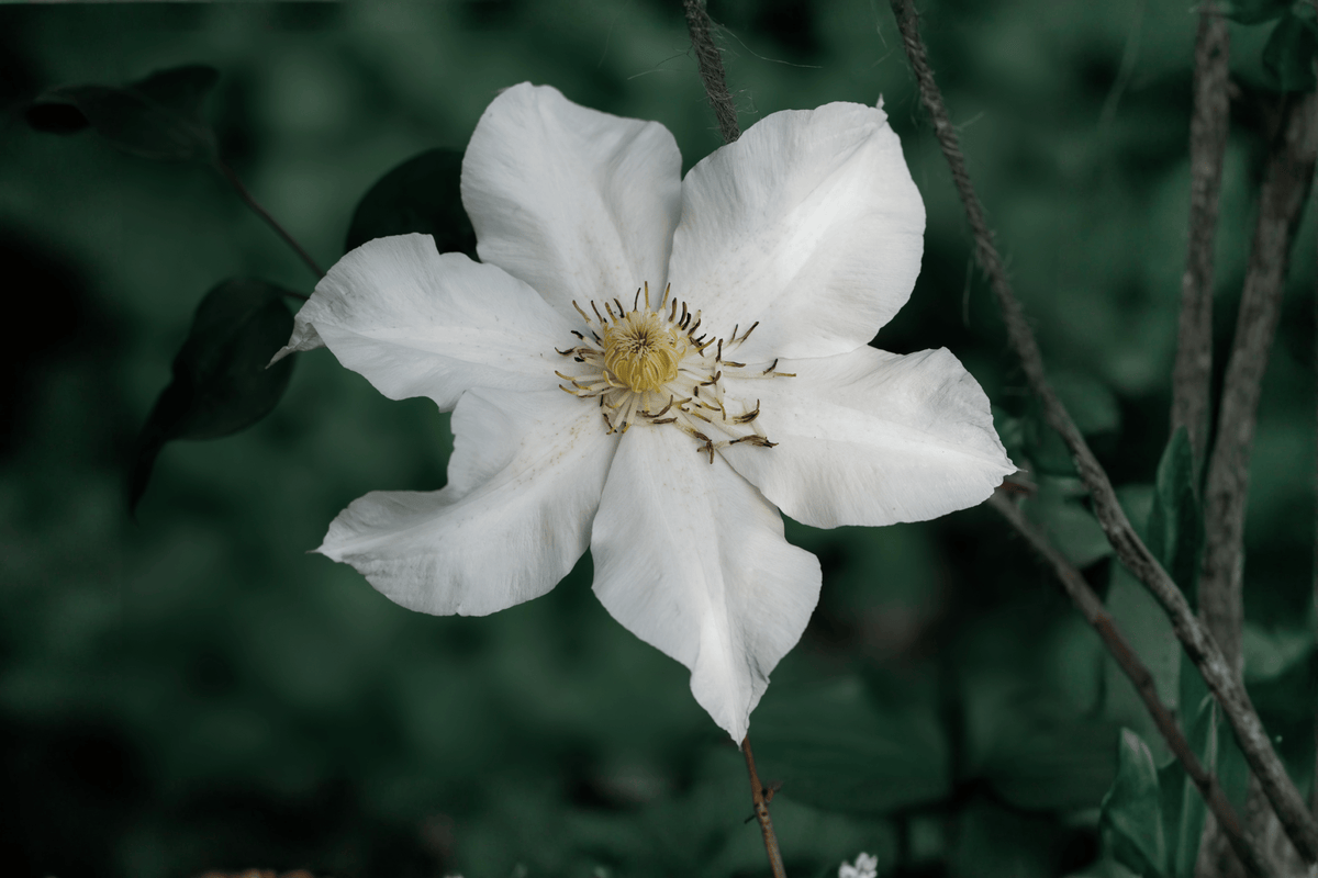 Guernsey Flute™ Clematis 1 Live Flowering Vine – Clematis ‘Guernsey Flute’ – 1 Gallon Pot