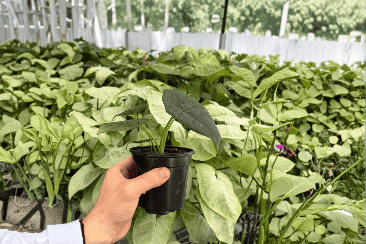 Alocasia Dragon Wings 2 Exact Live Plants – Dragon Scale × Scalprum Hybrid 4” Size Bare Root
