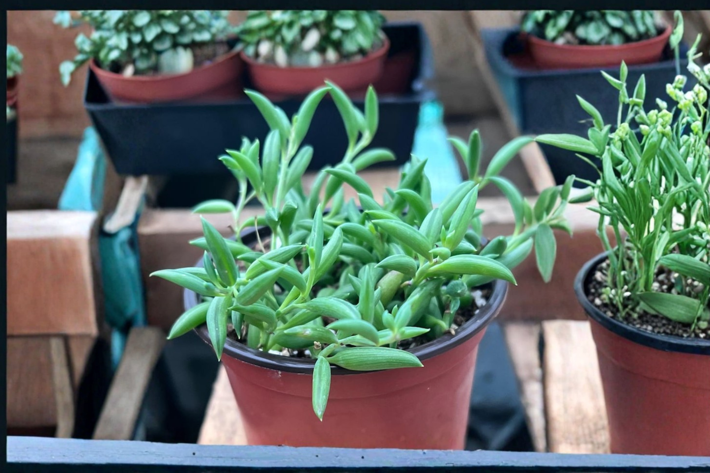 String of Bananas Live Succulent Plant Trailing Houseplant in 4 Inch Pot Indoor Hanging Plant Decor Gift
