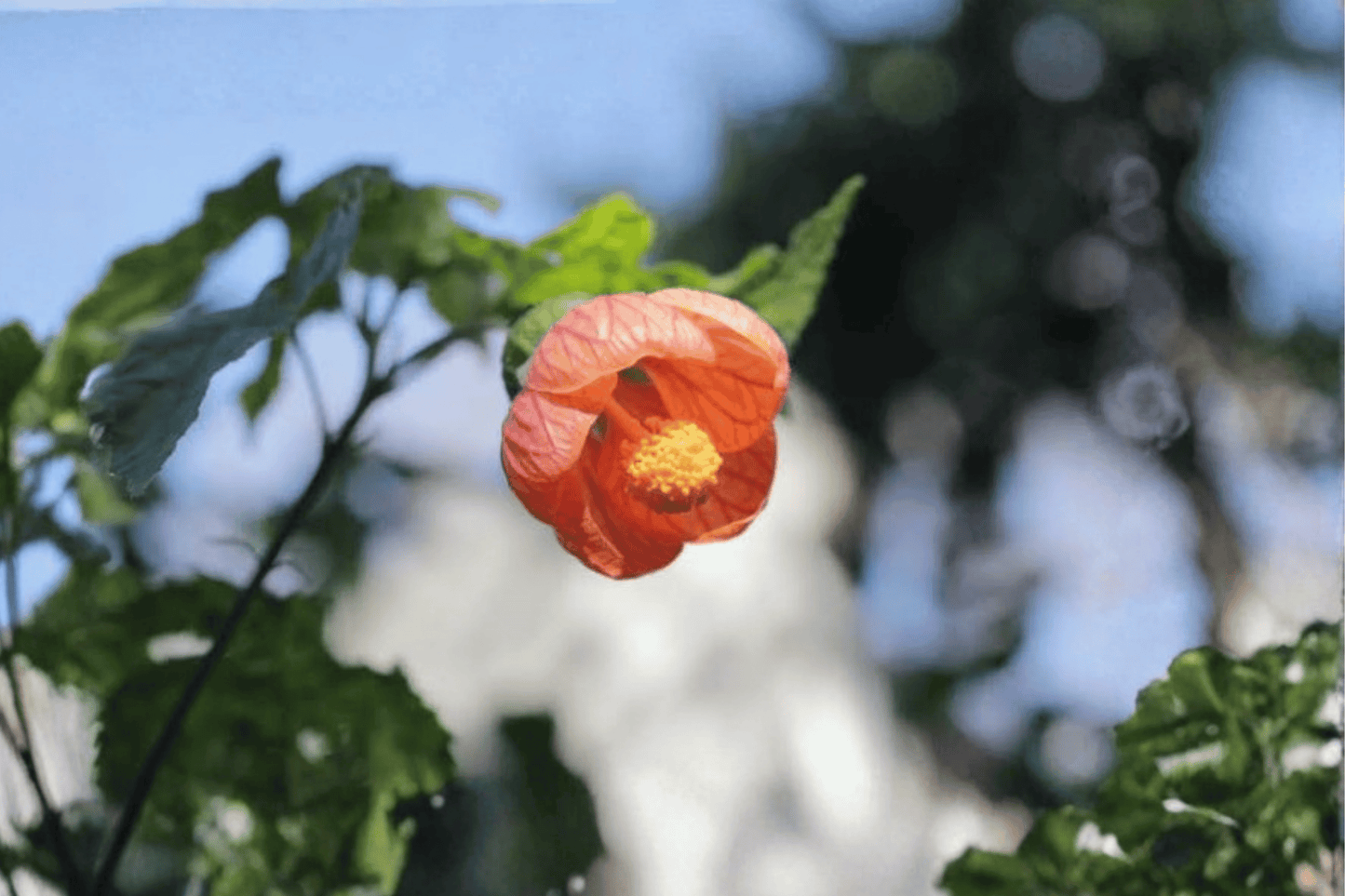 Savitzii Flowering Maple 1 Gallon Live Plant – Abutilon × hybridum ‘Savitzii’
