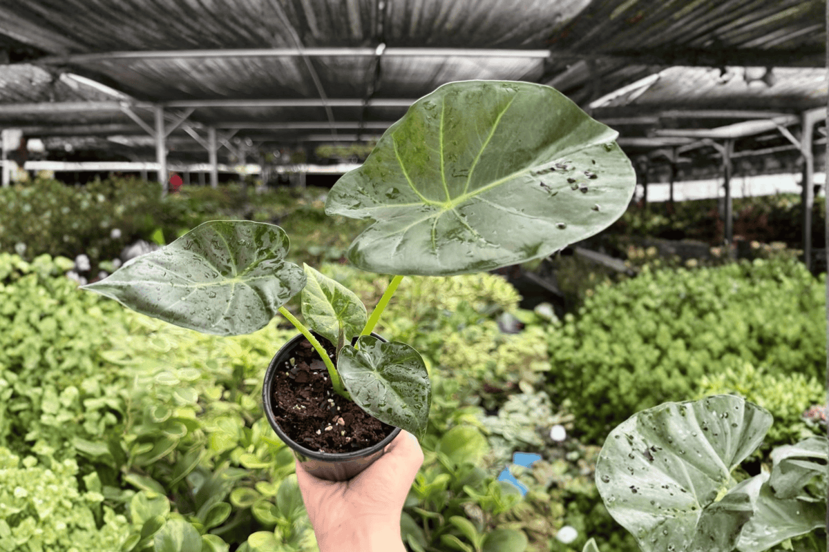 Alocasia Regal Shields 2 Exact Live Plants – 4-Inch Pots – Alocasia ‘Regal Shields’