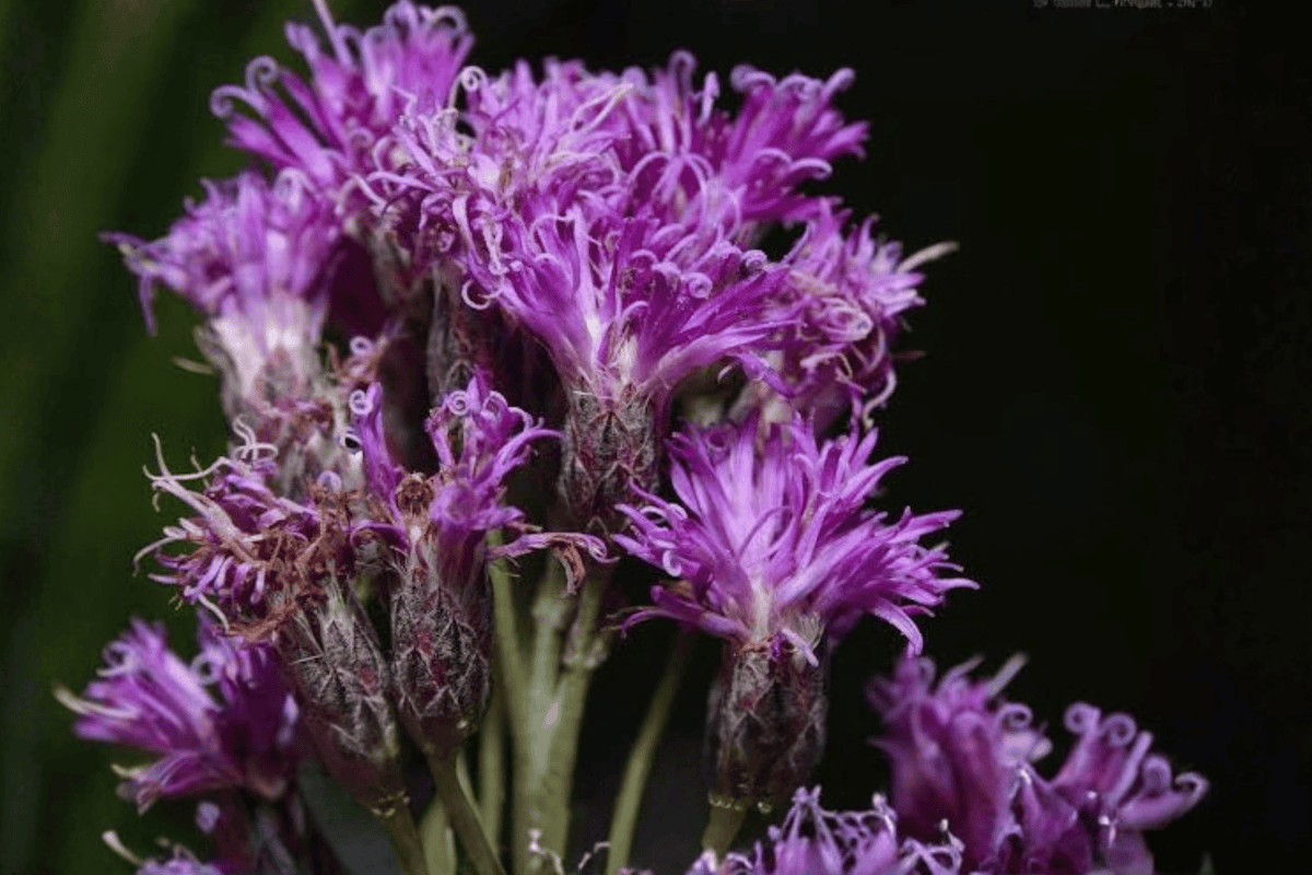 Iron Butterfly Narrow-Leaf Ironweed 1 Live Perennial Plant, 2 Gallon Pot – Vernonia lettermannii ‘Iron Butterfly’