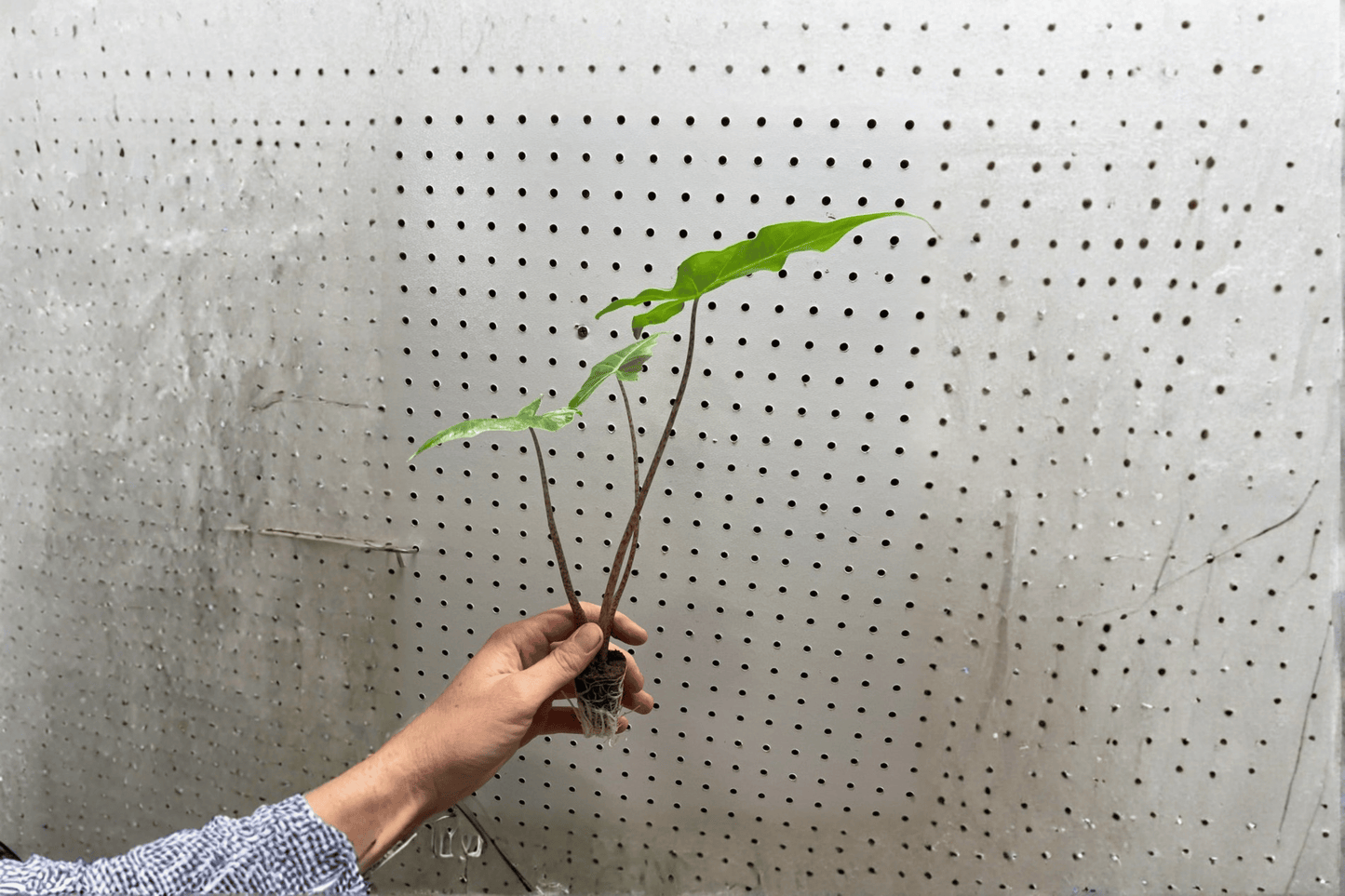 2 Alocasia 'Golden Dragon' Starter Plants – Bare Root – Alocasia 'Golden Dragon'