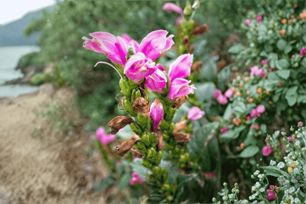 Hot Lips Turtlehead 1 Live Plant – Chelone lyonii ‘Hot Lips’ – 1 Gallon Pot