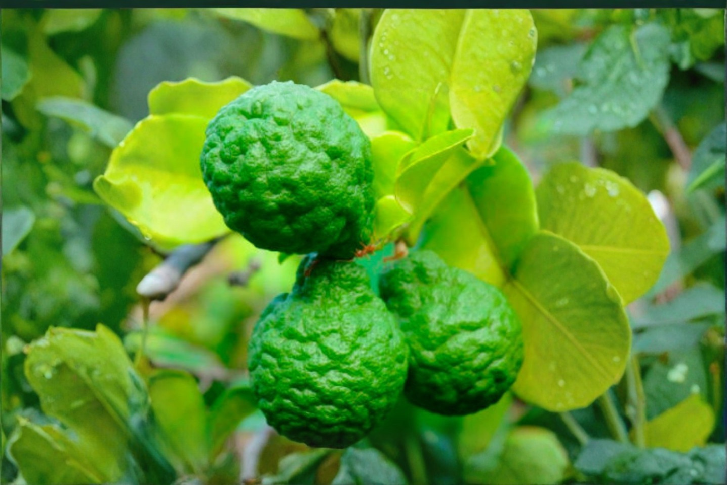 Makrut Lime Seeds Citrus Fruit Tree Indoor Outdoor Container Gardening Fresh Harvested 10 Seeds