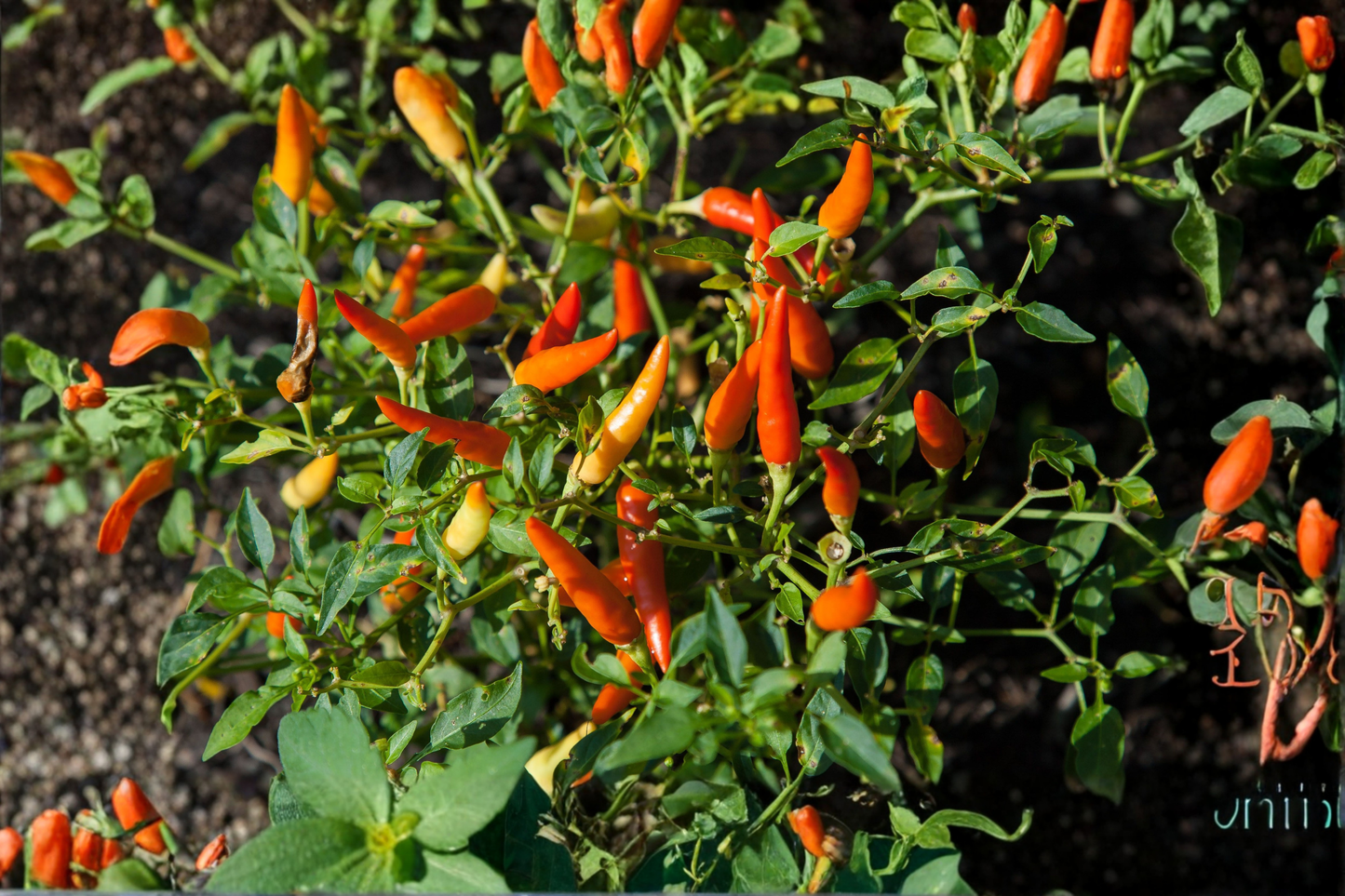 3 Aji Chinchi Amarillo Live Pepper Plants – 75+ Days Old – Capsicum baccatum