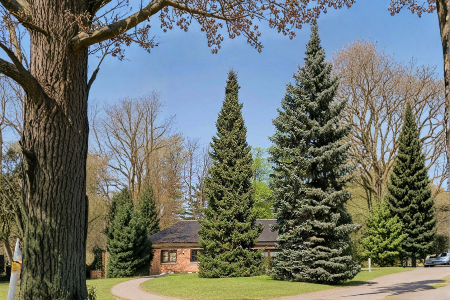 Columnaris Norway Spruce Live Plant 18 Inch 1 Gallon Pot Narrow Evergreen Conifer Cold Hardy Landscape Tree