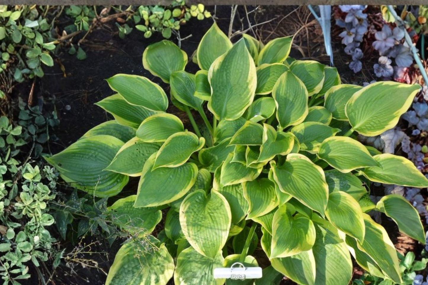 Twin Cities Hosta 3 Inch Pot Green Yellow Leaf Shade Perennial Garden Starter Plant Foliage Border Plant