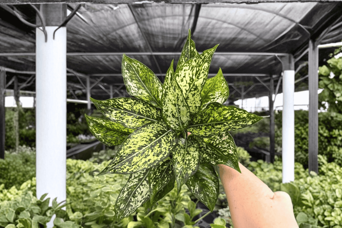 Aglaonema Wintery Winehouse 2 Exact Live Plants – 4-Inch Pots – Aglaonema ‘Wintery Winehouse’