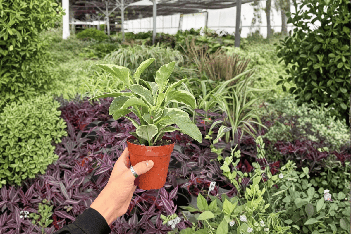 Variegated Peperomia Obtusifolia 2 Exact Live Plants – 4-Inch Pots – Peperomia obtusifolia