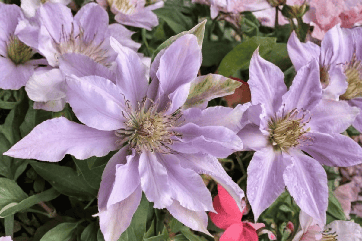 Filigree™ Clematis 1 Live Plant – Clematis ‘Evipo029’ – Half Gallon Pot