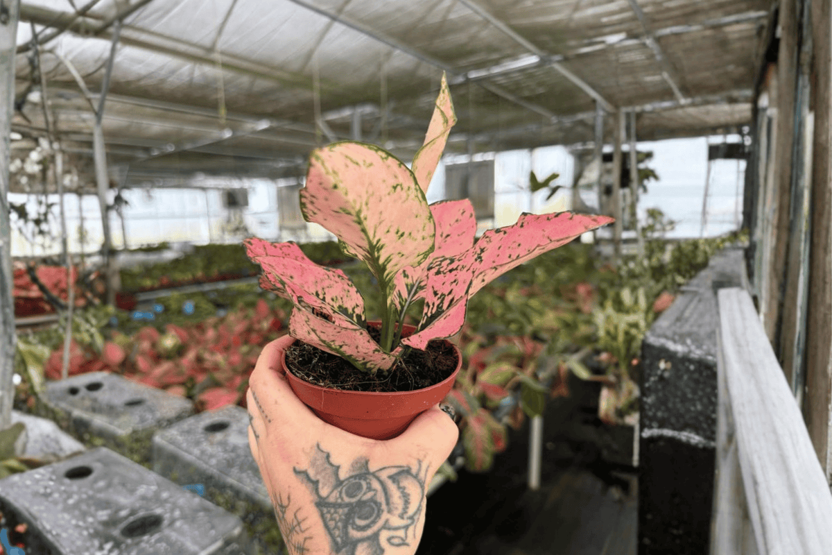 2 Aglaonema Light Pink Triphet Live Plants in 4-Inch Pots – Aglaonema ‘Light Pink Triphet’