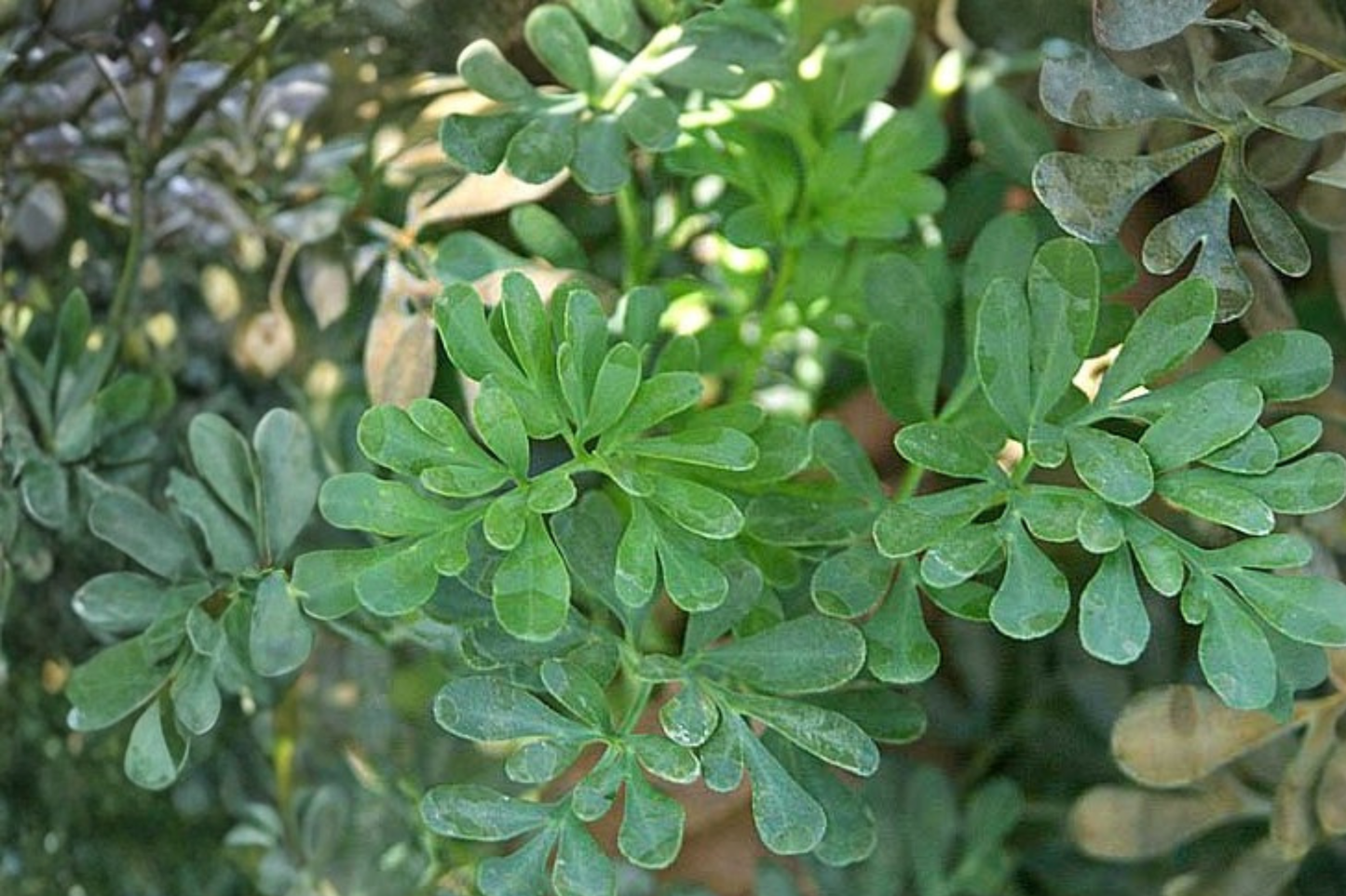 Rue Live Starter Clump – Multiple Seedlings Ready to Transplant – Ruta graveolens